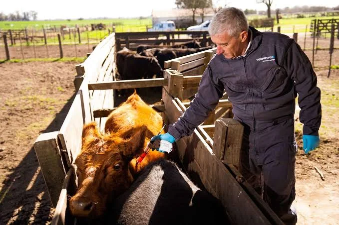 Sanidad preventiva: el desafío de anticiparse a las pérdidas y ordenar la gestión ganadera