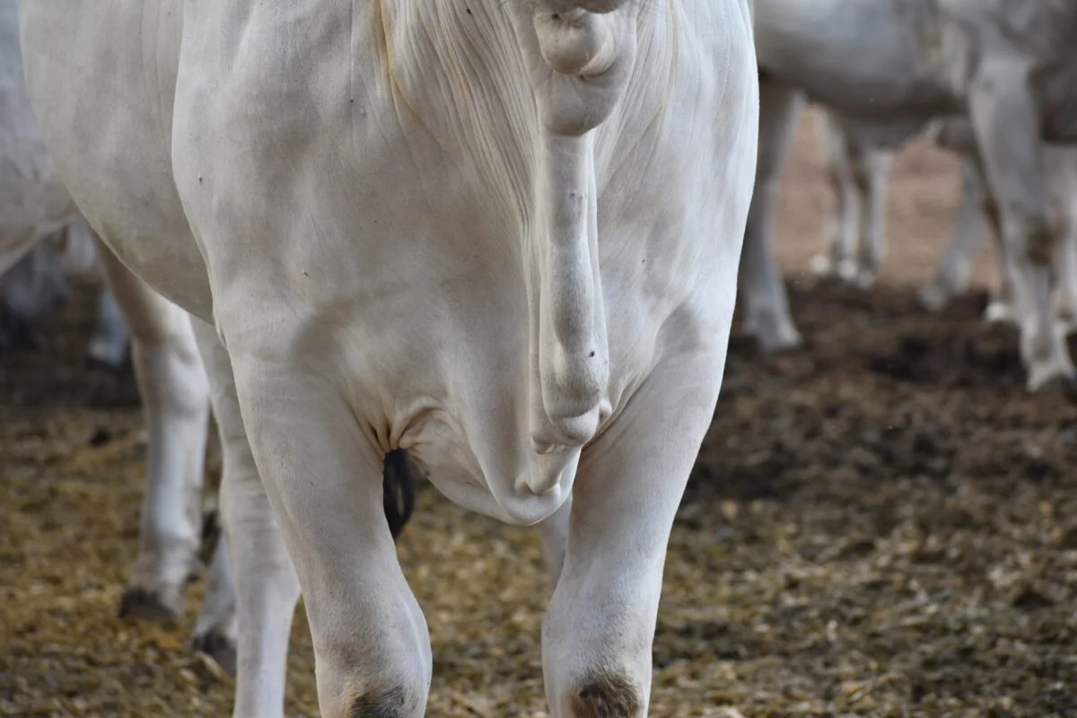 Se proyecta una caída en la producción de carne bovina de Brasil, que marca un cambio de ciclo