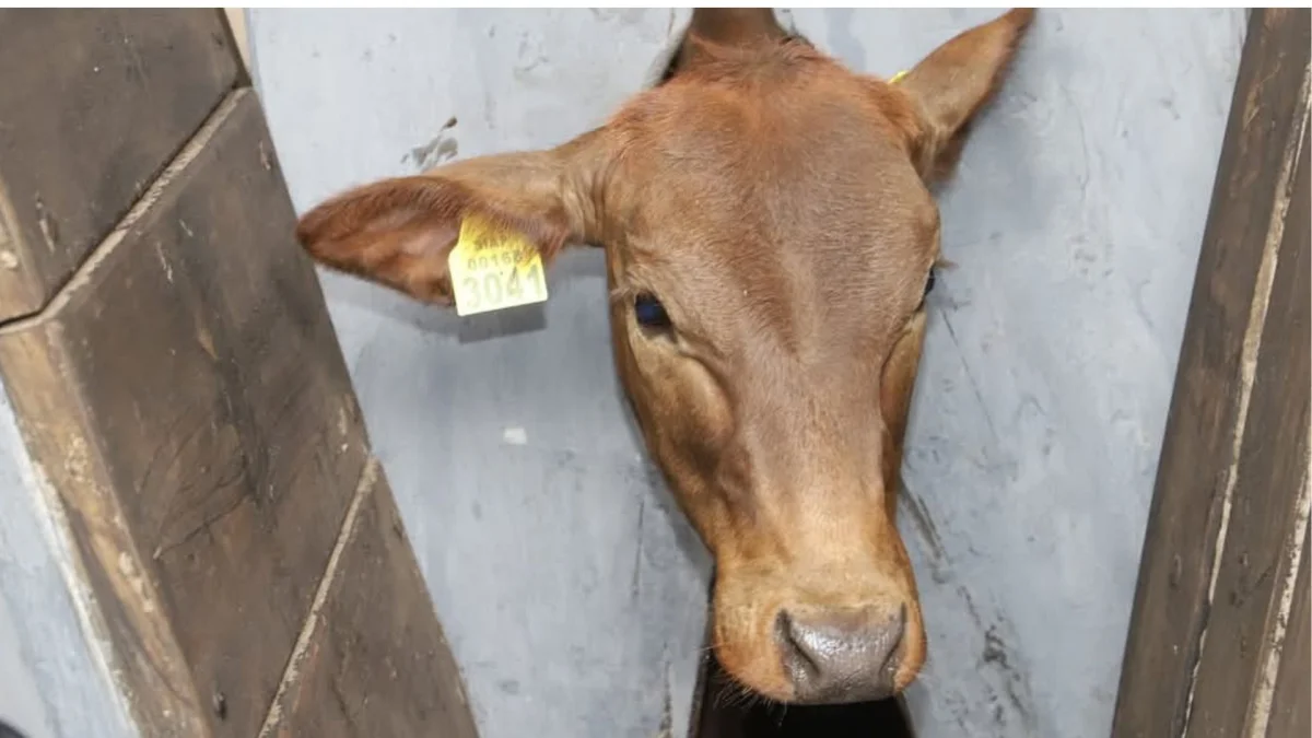 SENACSA realizará simulacro de fiebre aftosa para fortalecer la respuesta sanitaria