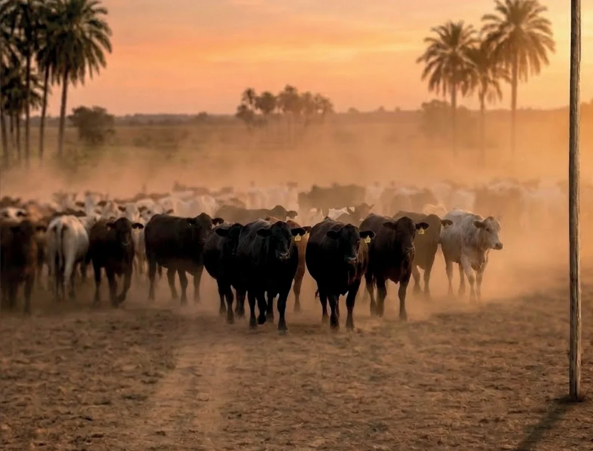 Sola Marca remata 1.218 vientres de Agroganadera Pukavy con transmisión por Copa TV