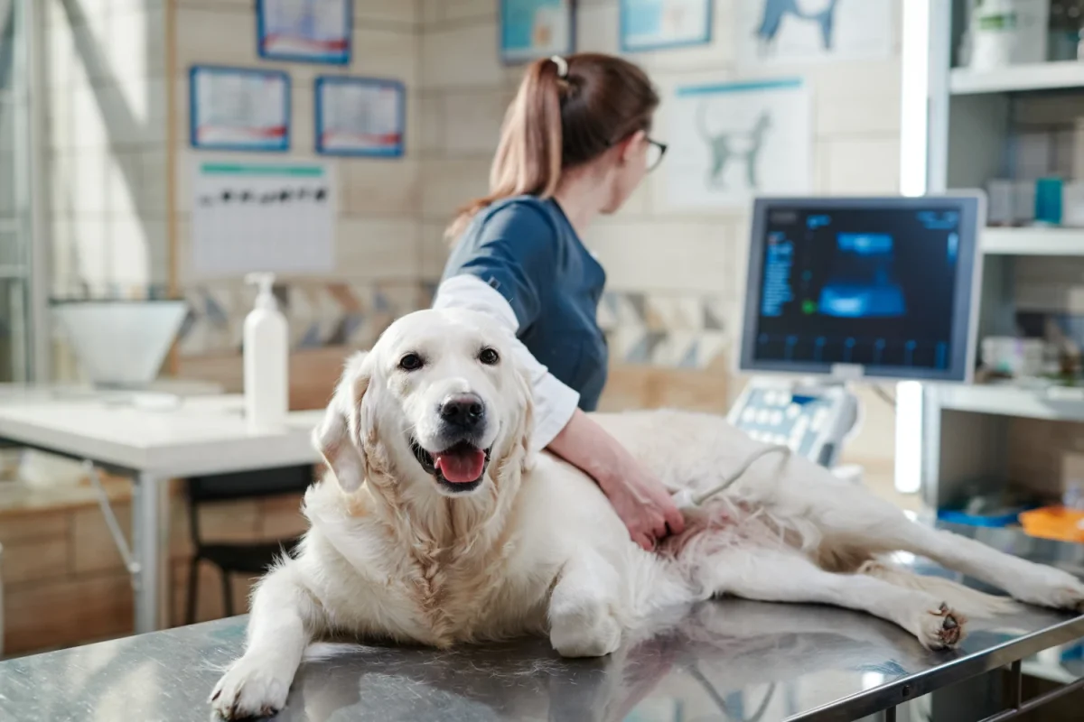 Tecnovax lanzará en Paraguay su línea completa para pequeños animales el próximo 24 de junio