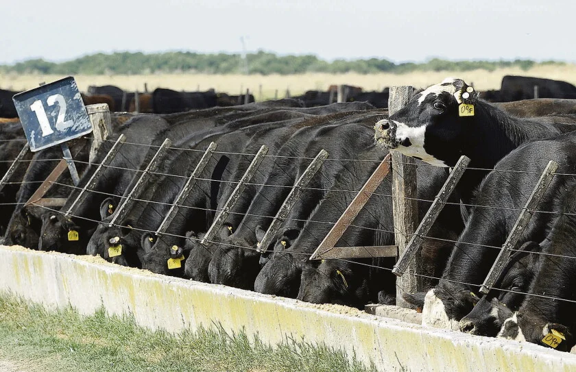 Tras el bloqueo a Brasil, productores irlandeses piden suspender la carne argentina por el uso de antibióticos