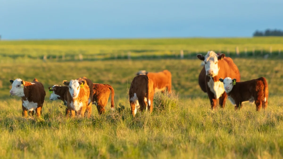 Uruguay alcanzó un promedio de 76% de preñez en bovinos y confirma una de las mejores zafras reproductivas