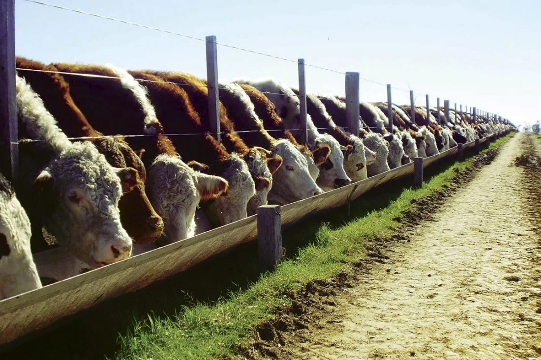 Uruguay reforzará controles sobre monensina en corrales ante exigencias europeas
