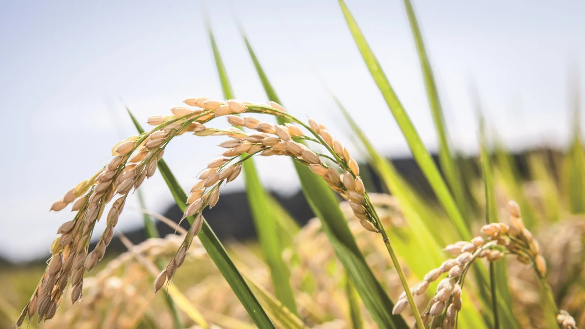 USDA proyectó una leve caída en la producción mundial de arroz para la campaña 2026/27