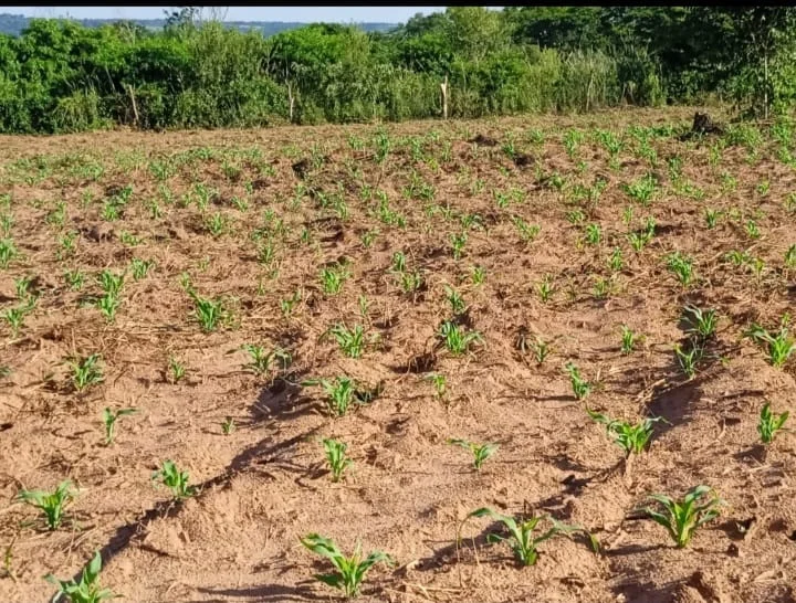 Zafriña de soja y maíz necesitan lluvias generalizadas